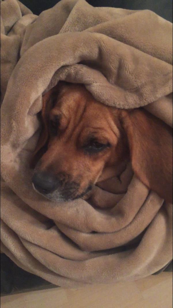 /Images/uploads/Humane Society of Utah/HSUCalendar/entries/806thumb.jpg